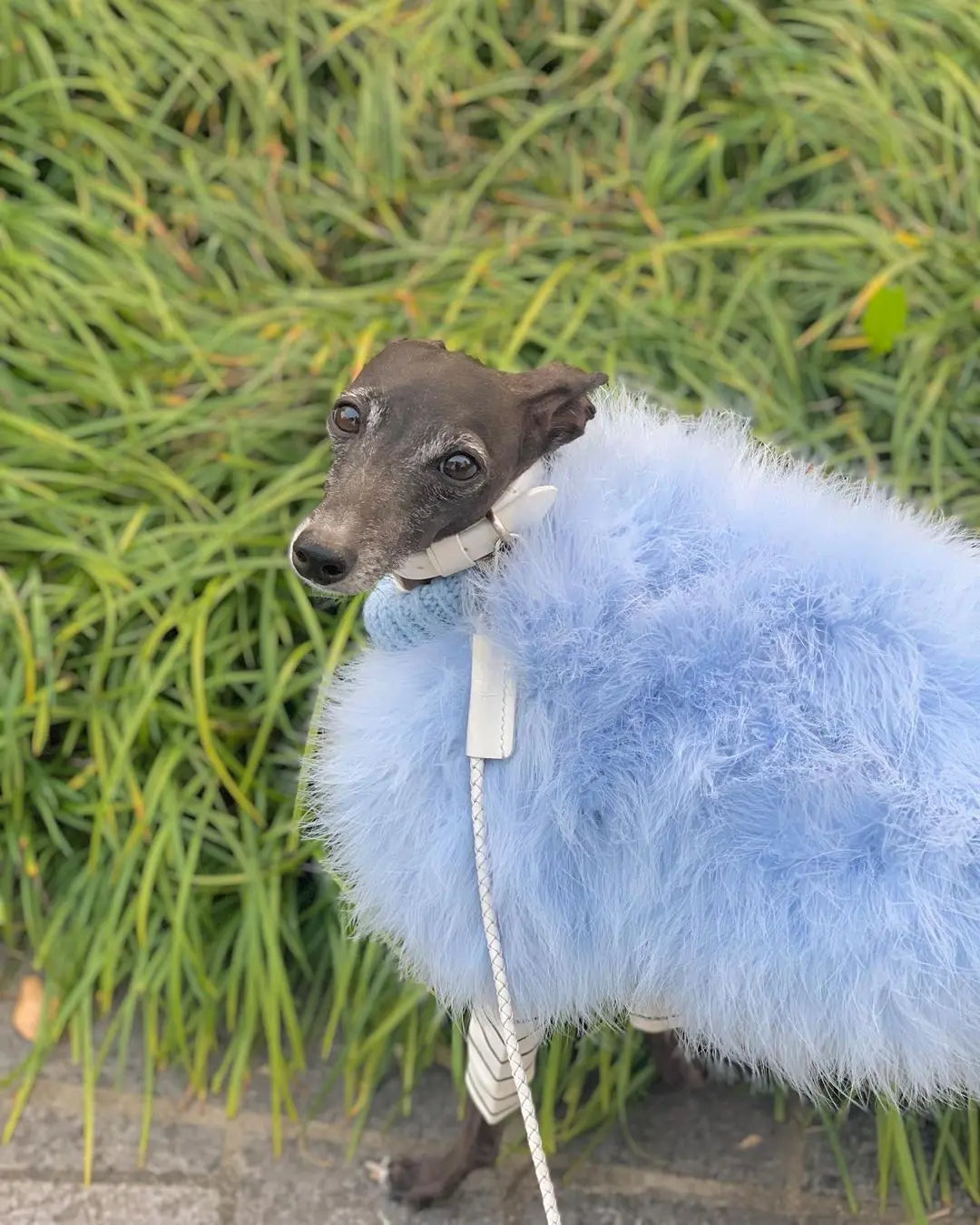 Whippet Luxury Fur Coat