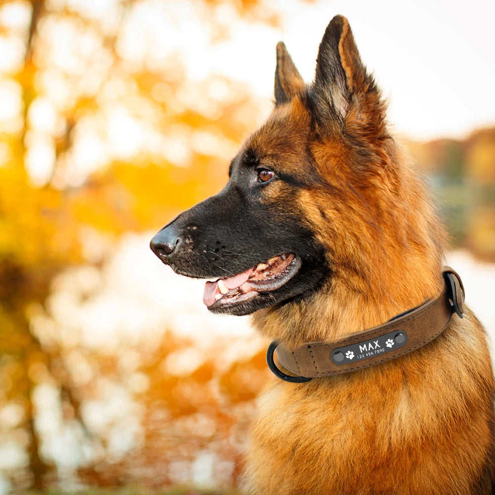 Personalized Leather Dog Collars