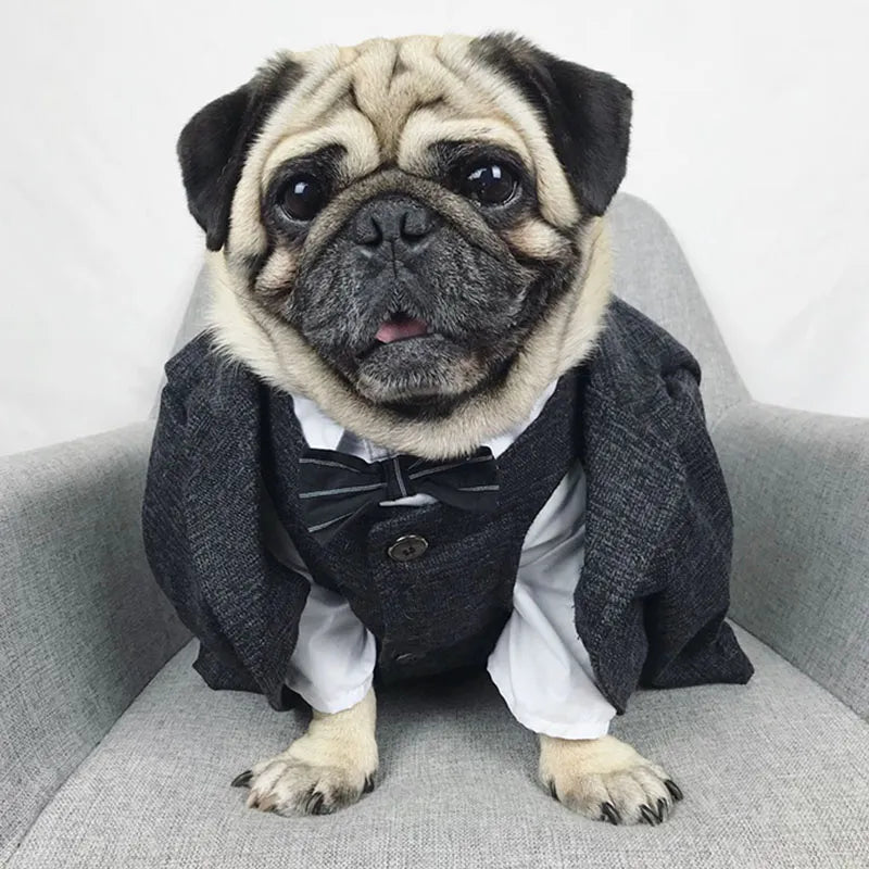 Formal Suit Outfit For Pug