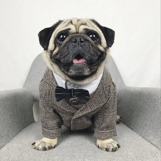 Formal Suit Outfit For Pug