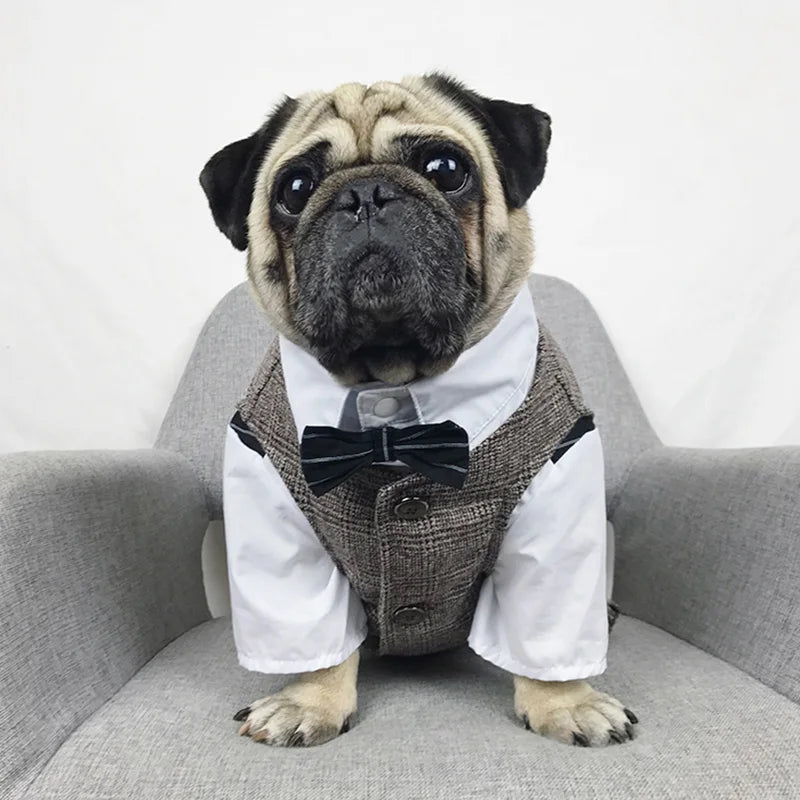 Formal Suit Outfit For Pug