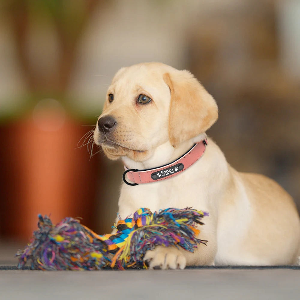 Personalized Leather Dog Collars