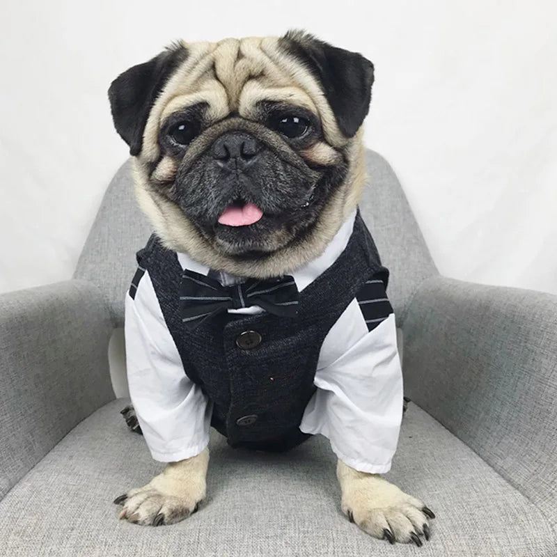 Formal Suit Outfit For Pug