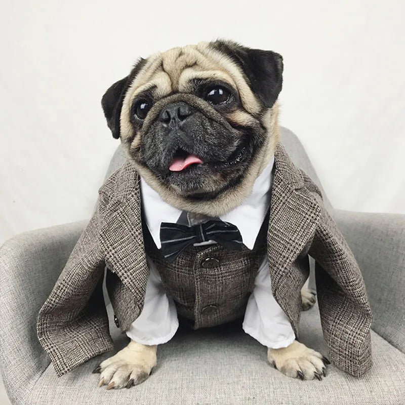 Formal Suit Outfit For Pug