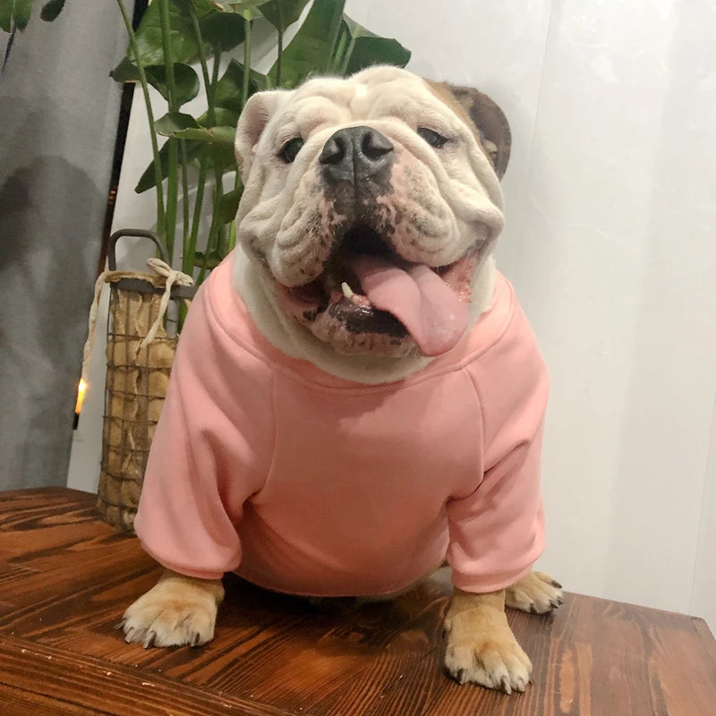 Bulldog Solid Dog Sweater