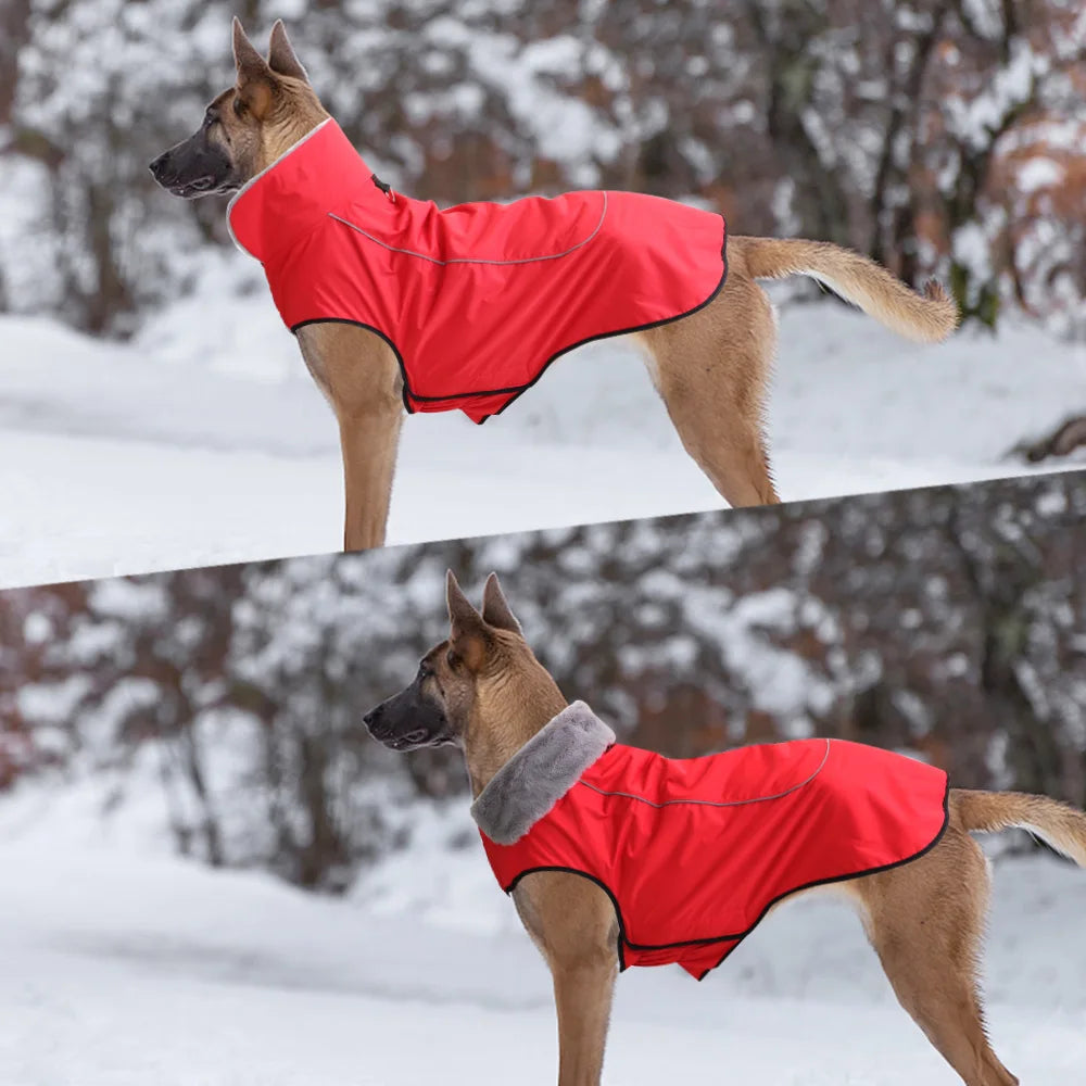 Malinois winter Jacket