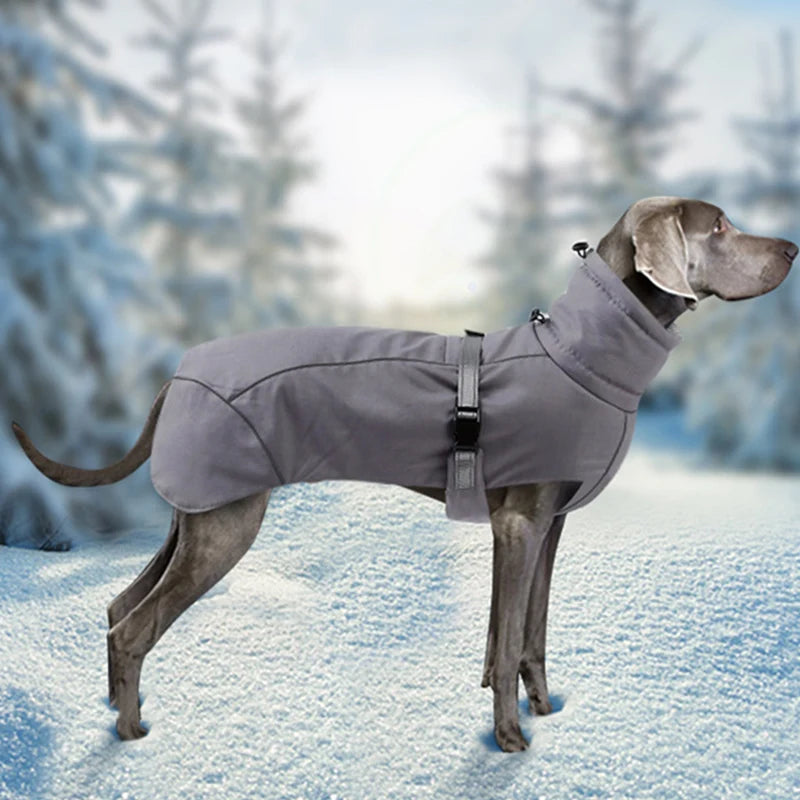 Weimaraner Warm Winter Outfits