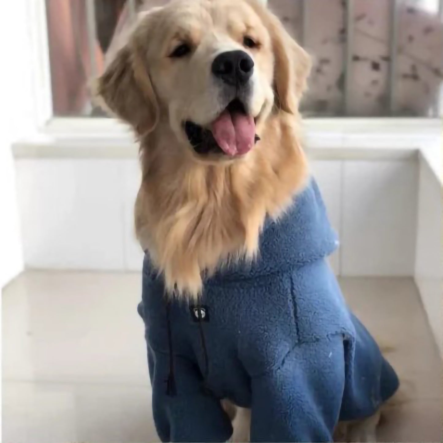 Winter Hoodie for Labrador