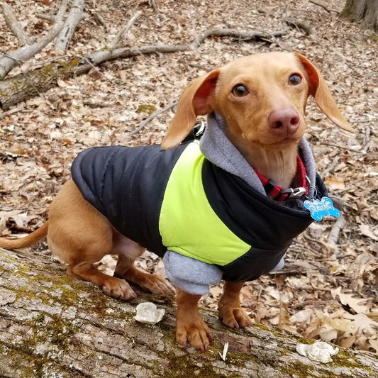 Dog Jackets For Dachshund