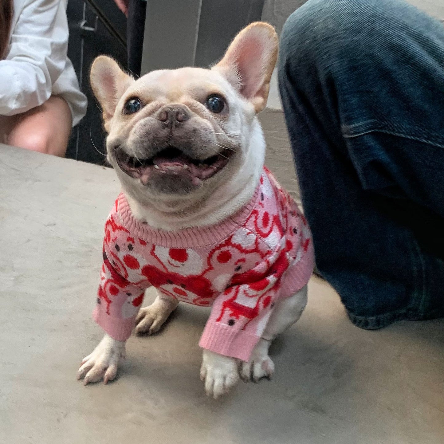 French Bulldog Winter Designer Outfits