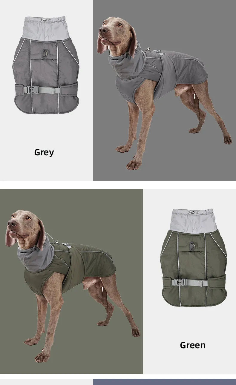 Weimaraner High collar Winter Dress