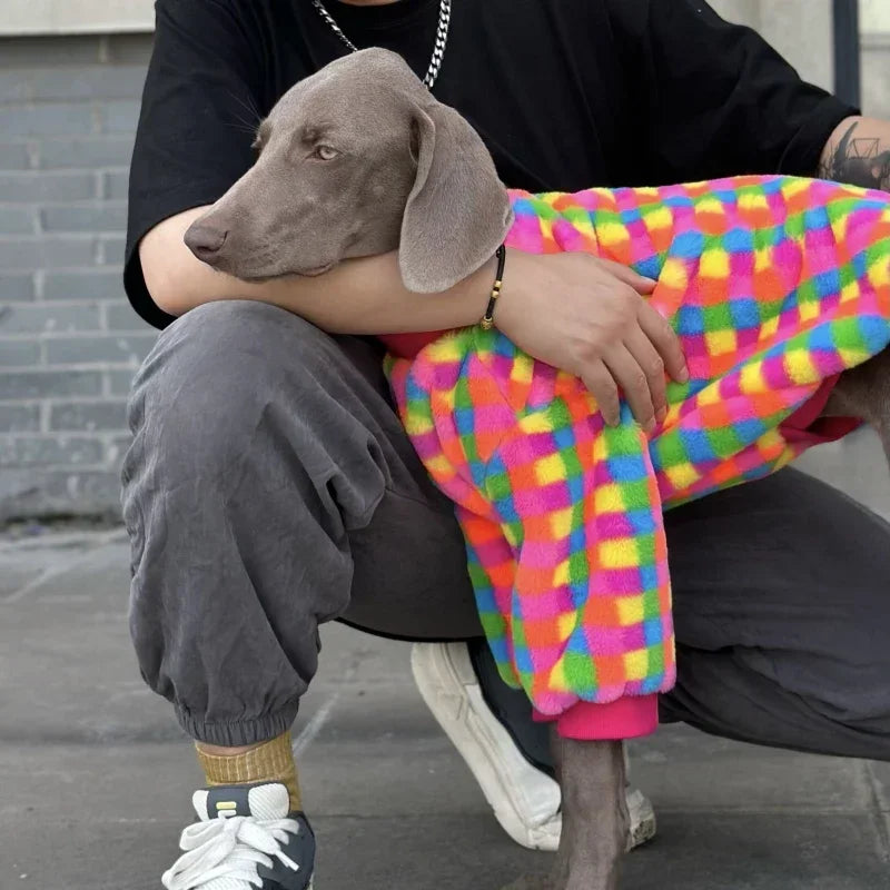 Winter Weimaraner Colorful Sweater