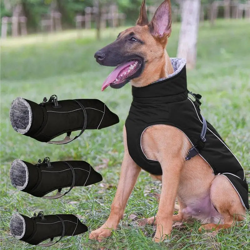 Malinois Jacket For Winter