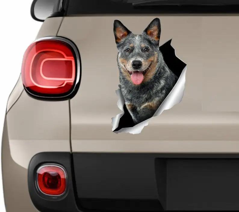 Blue Heeler Car Sticker