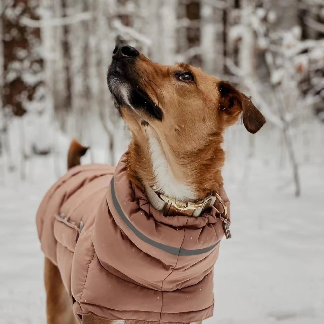 Malinois Adjustable Winter Jacket