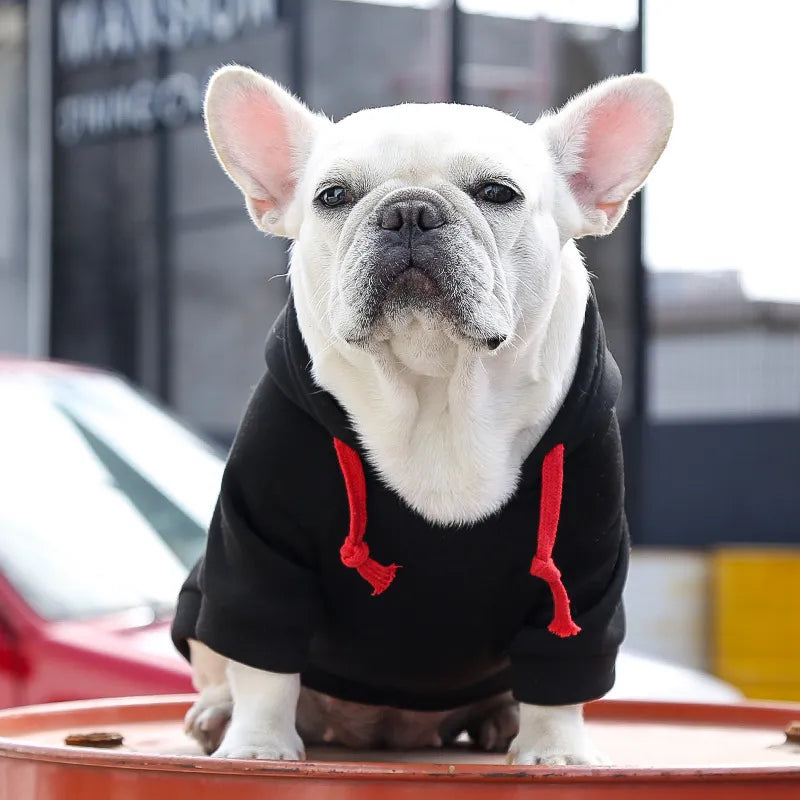 Frenchie Stylish Winter Hoodies