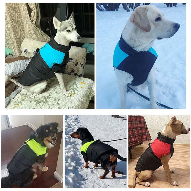 Dog Jackets For Dachshund