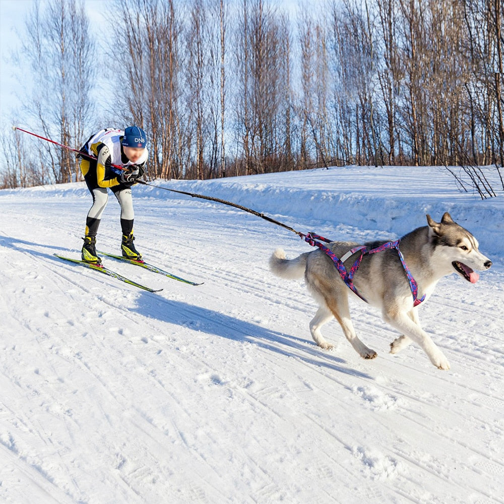 Sled Dog Harness