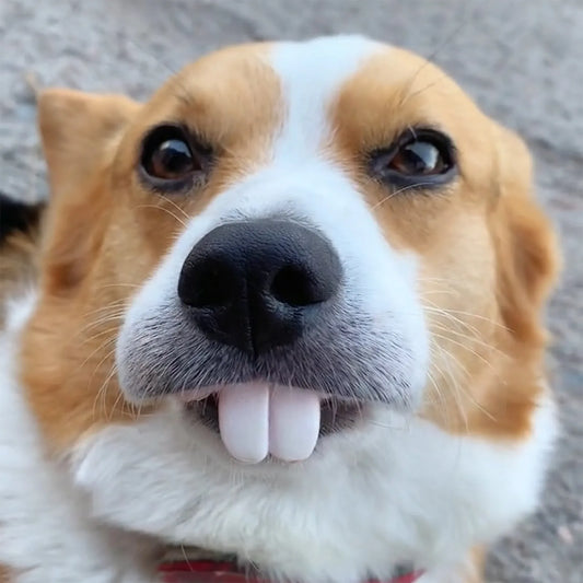 Funny Dog Teeth