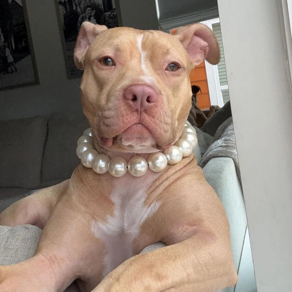 Pearl Dog Collar Necklace