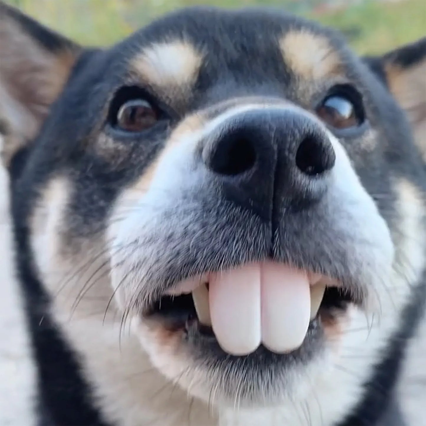 Funny Dog Teeth