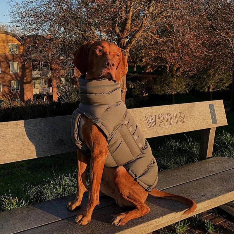 Vizsla Adjustable Winter Jacket