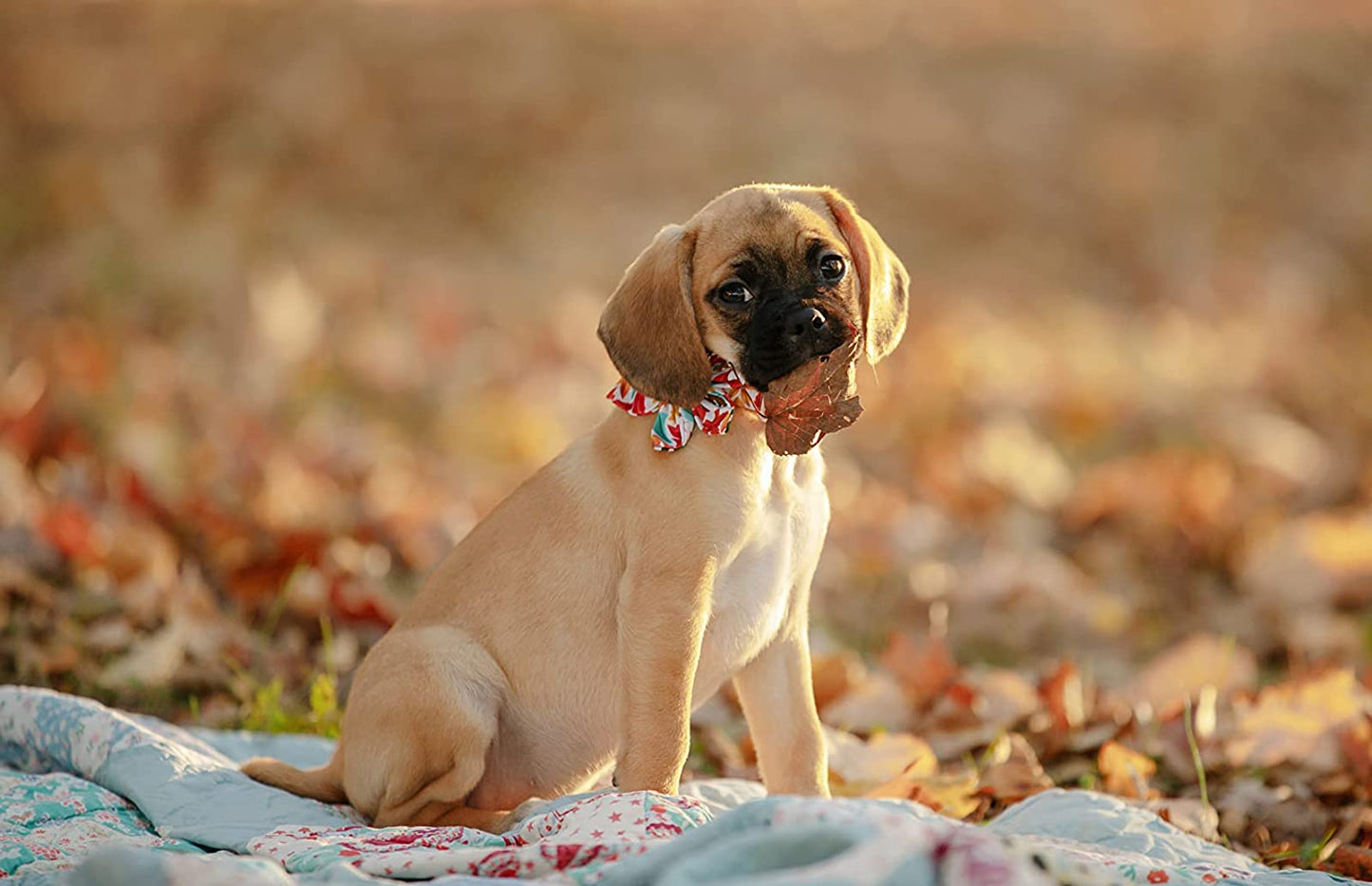 Fall Collar Bows