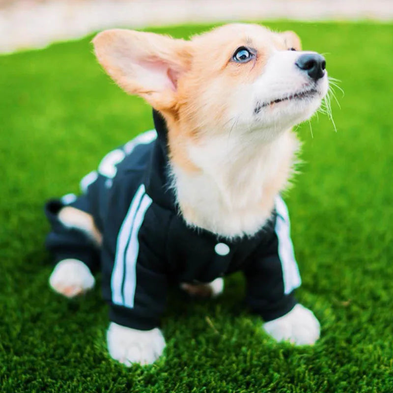 Corgi Luxury Winter Hoodie