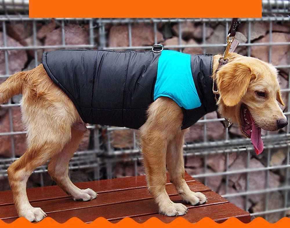 Golden Retriever Jackets For Winter