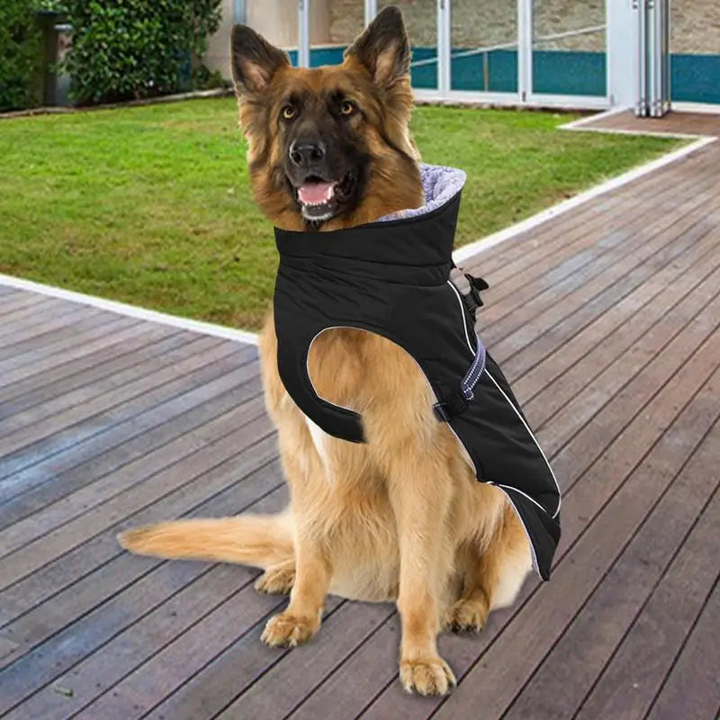 Malinois Jacket For Winter