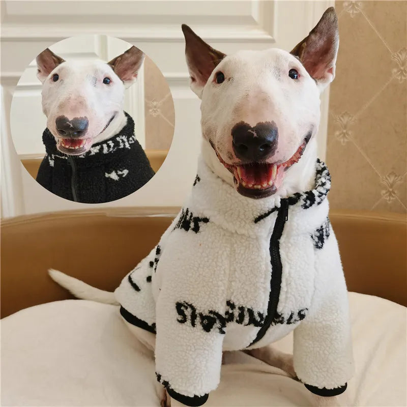 Bull Terrier Winter Coat