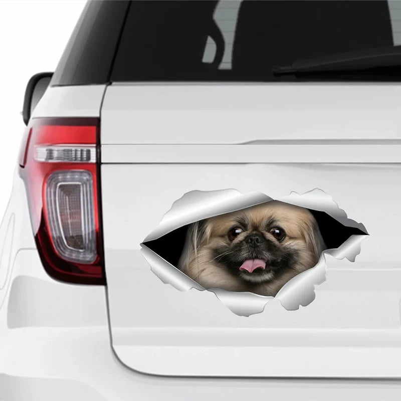 Funny Pekingese Car Sticker