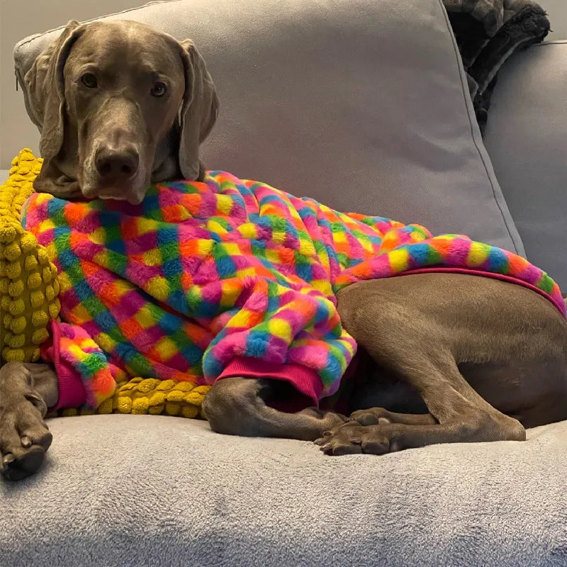 Winter Weimaraner Colorful Sweater