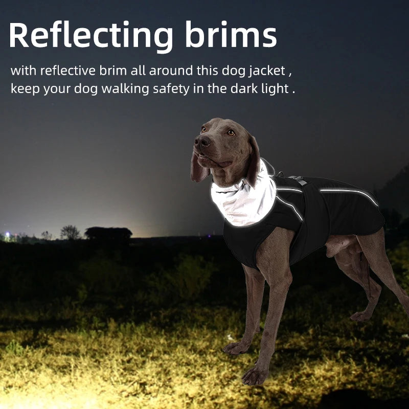 Weimaraner High collar Winter Dress