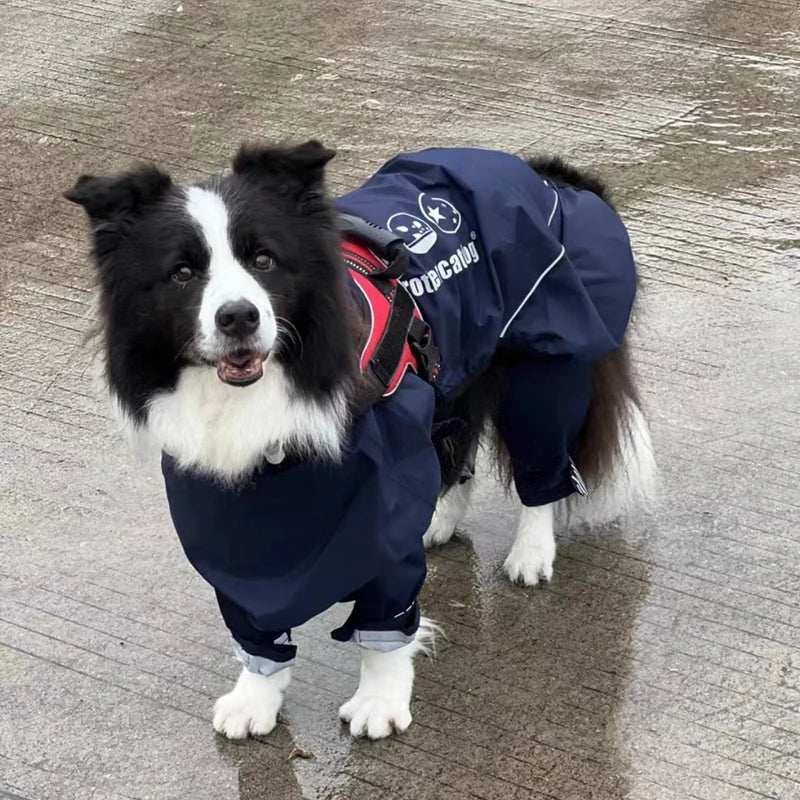 Border Collie Full Cover Raincoat