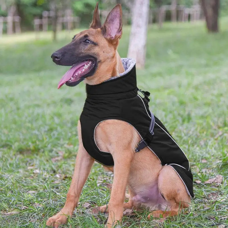 Malinois Jacket For Winter