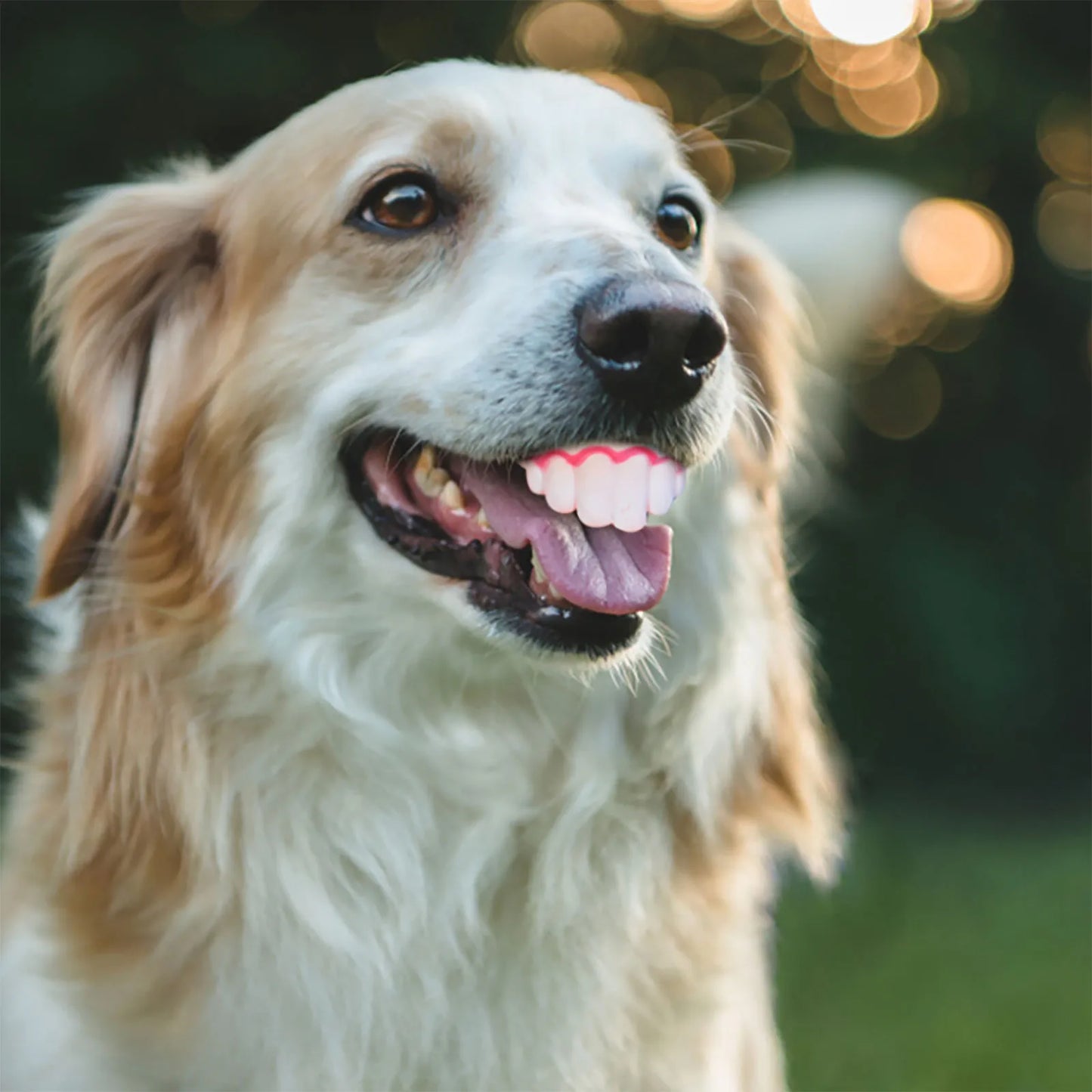 Funny Dog Teeth