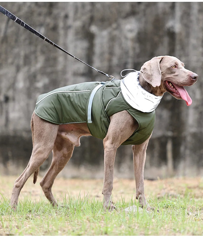 Weimaraner High collar Winter Dress