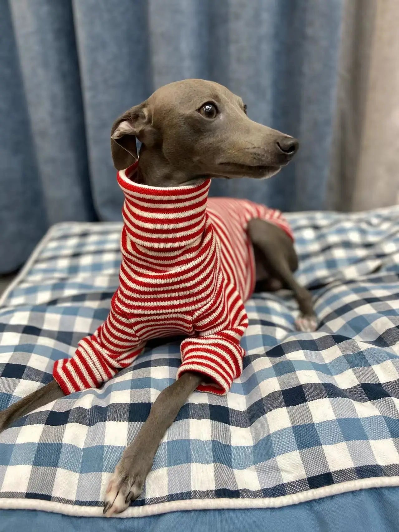 Whippet High neck Sweater