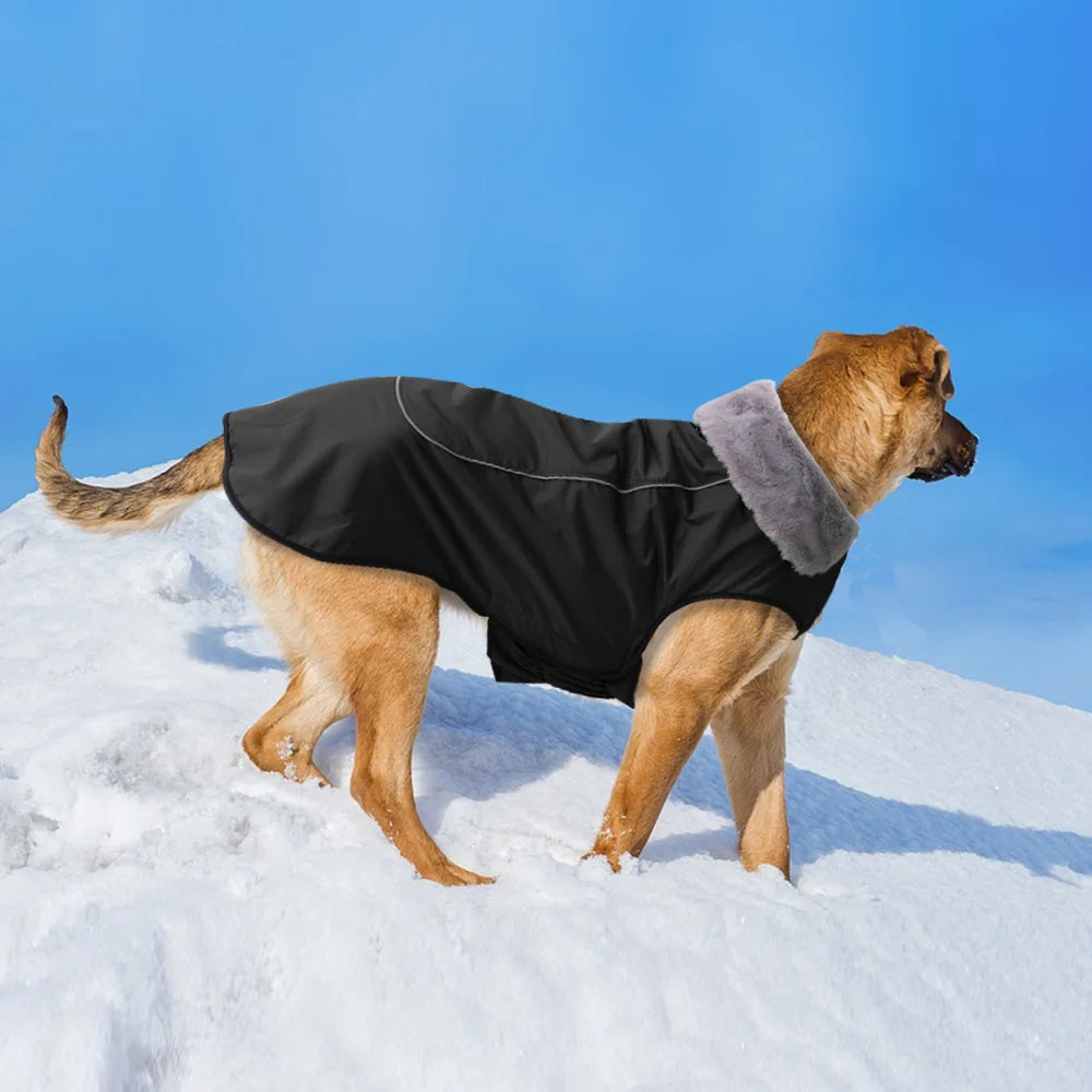 GS Pointer Winter Coat