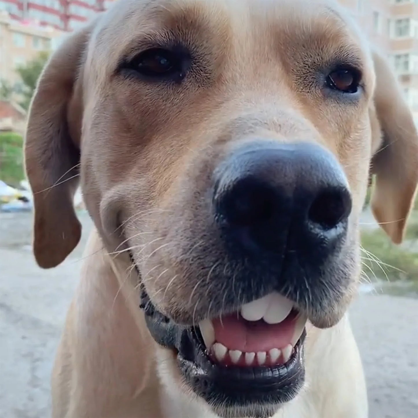 Funny Dog Teeth