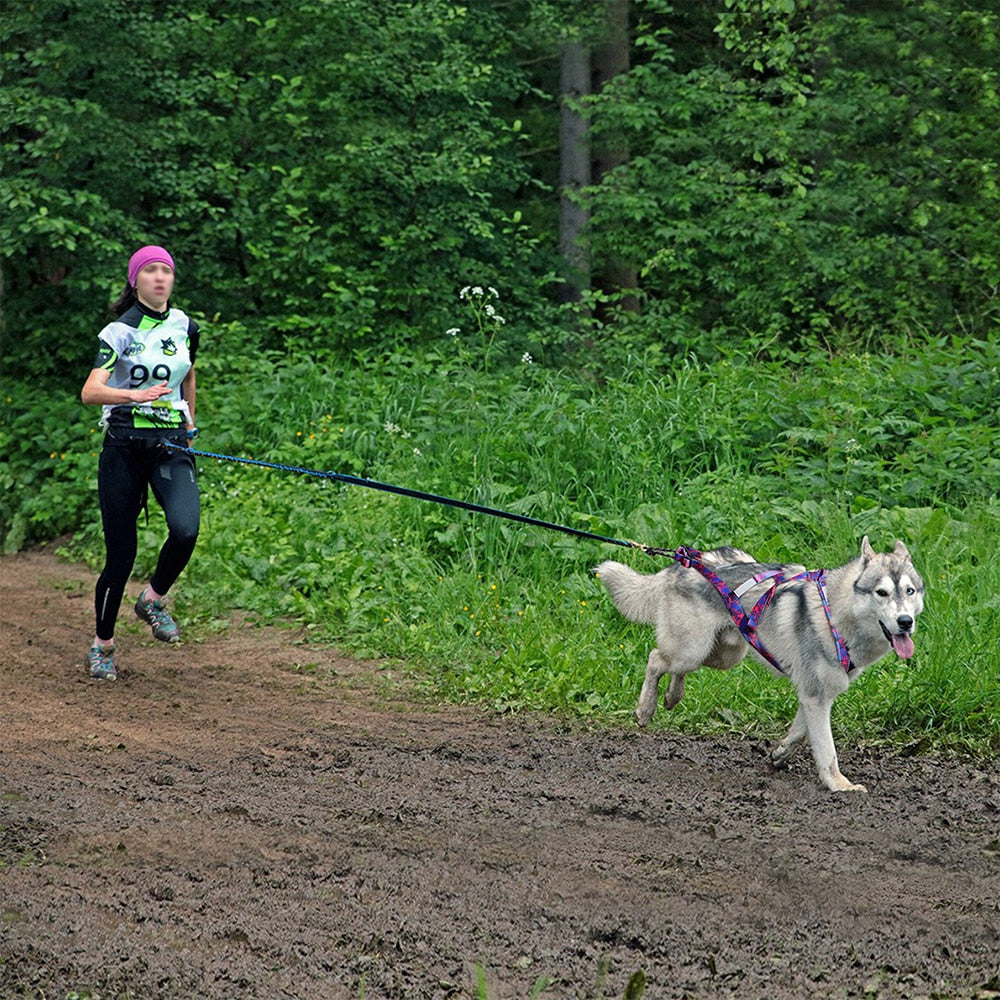 Sled Dog Harness