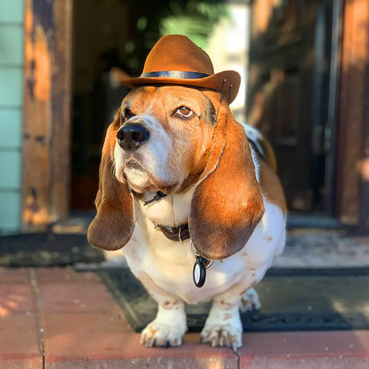 Basset Hound Cowboy Hat