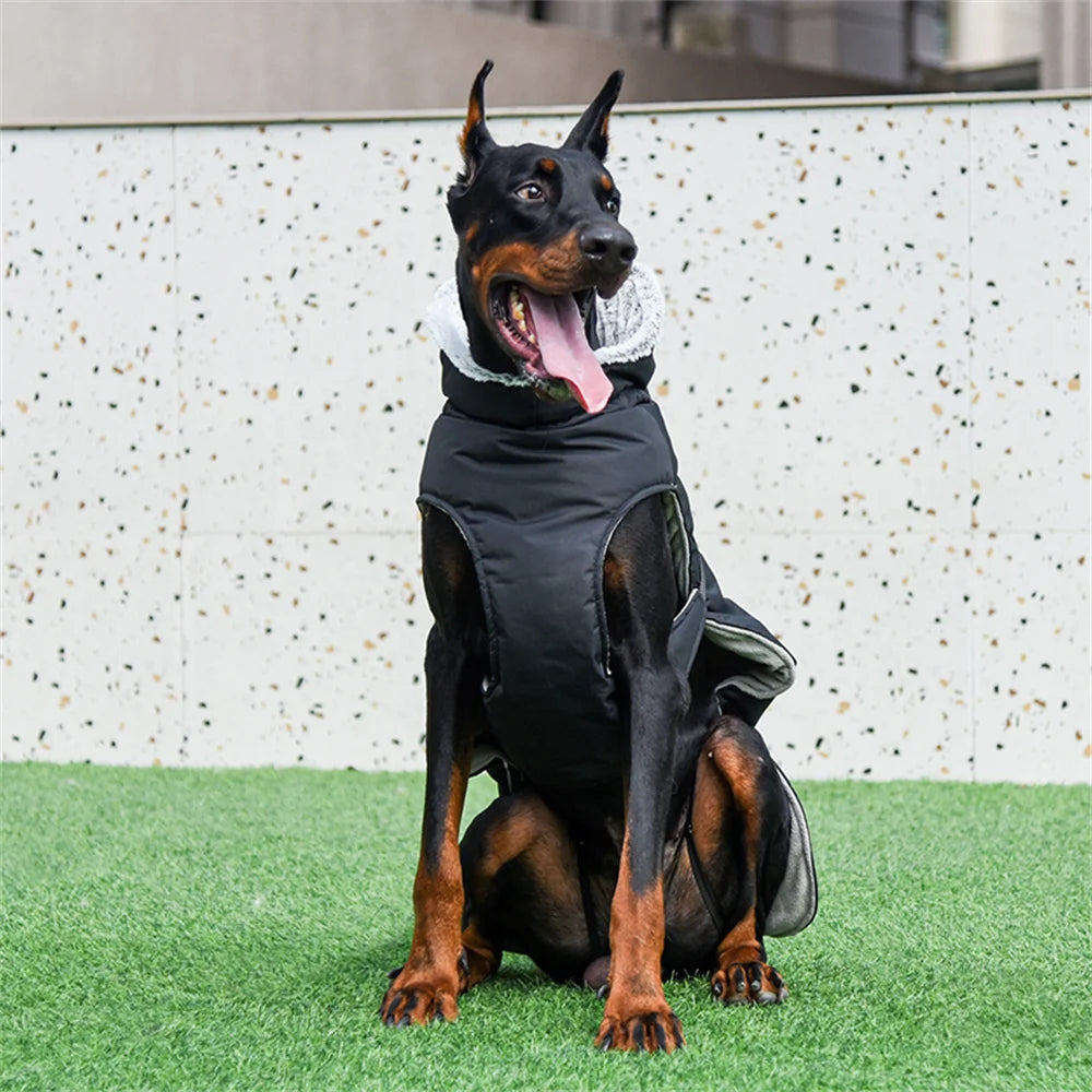 Doberman Jacket For Winter