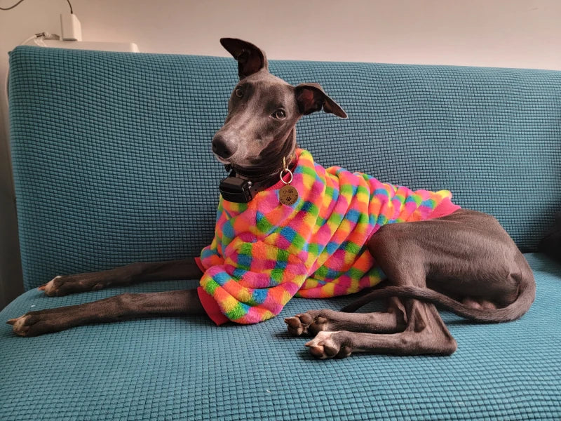 Winter Weimaraner Colorful Sweater