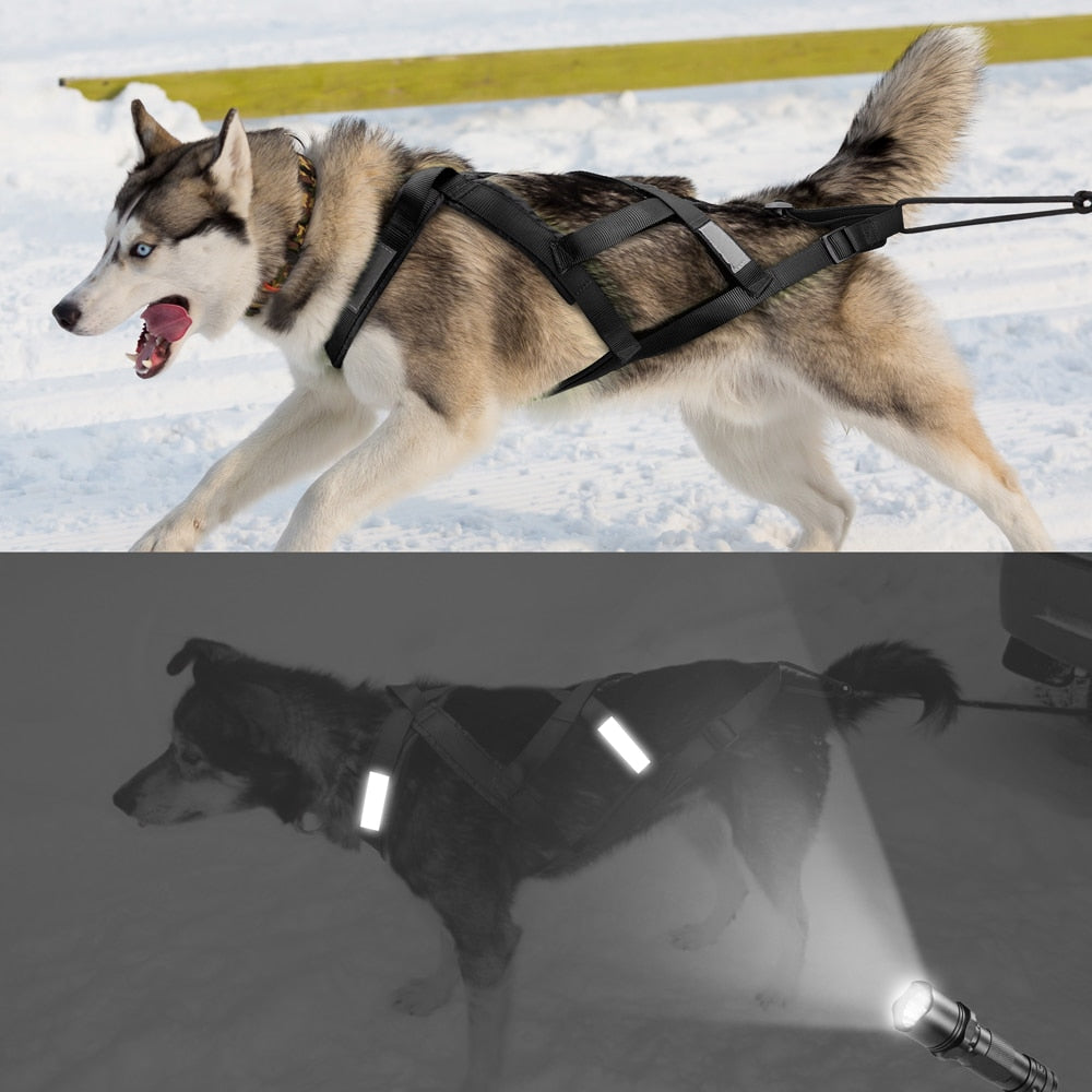 Sled Dog Harness