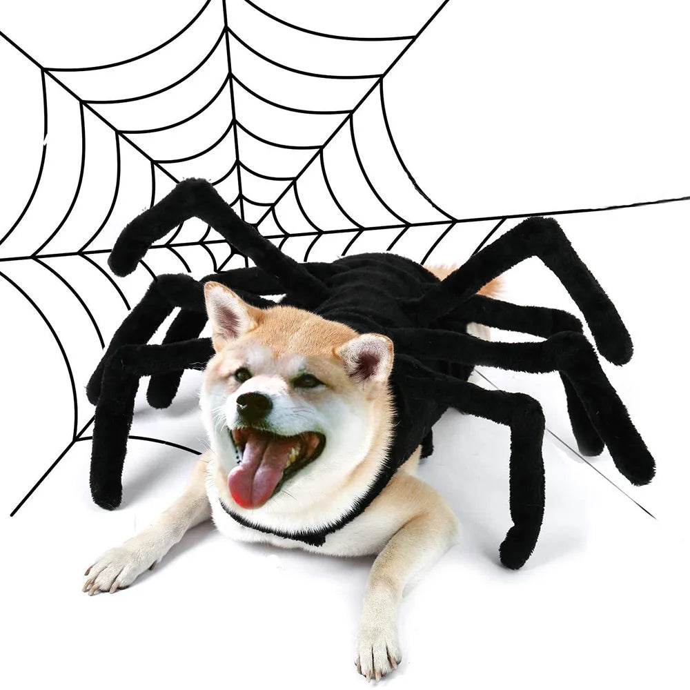 Dog  Halloween Spider Costume