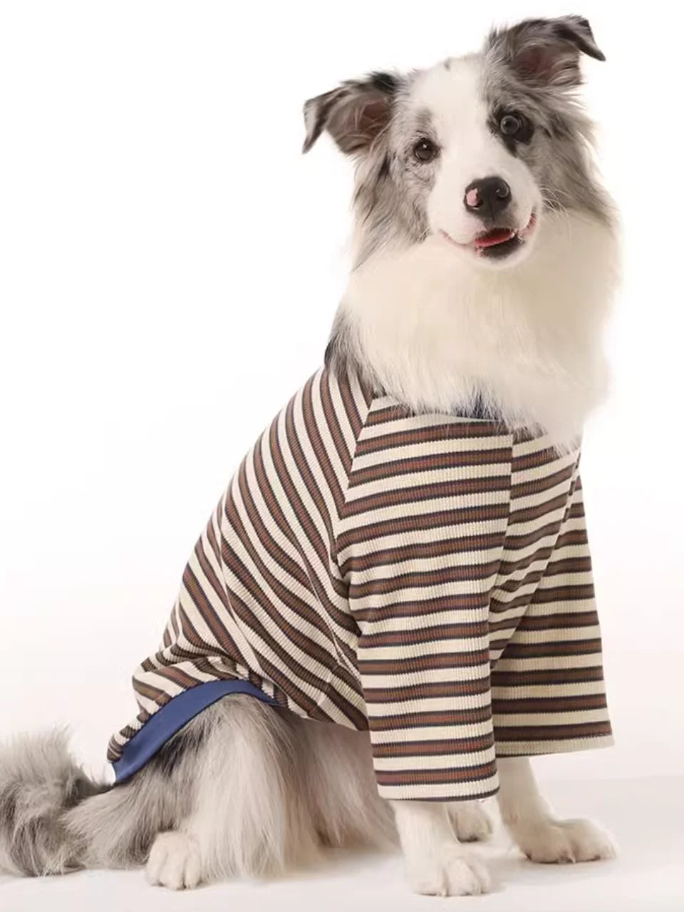 Border Collie Spring Winter Dress