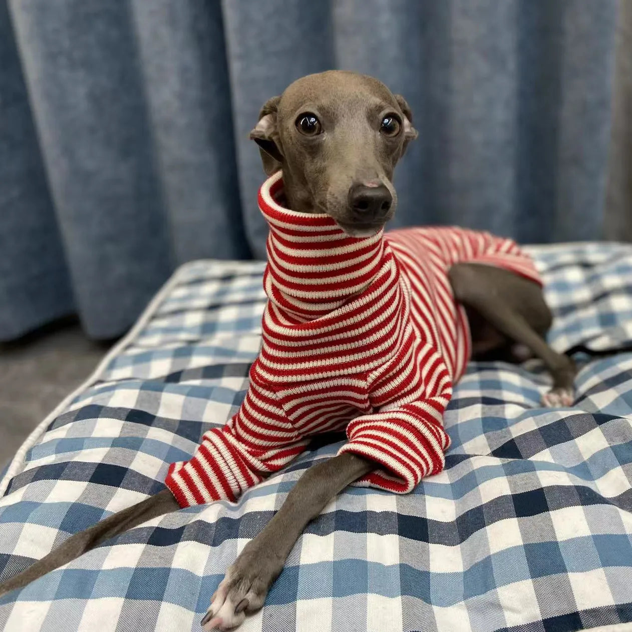 Whippet High neck Sweater