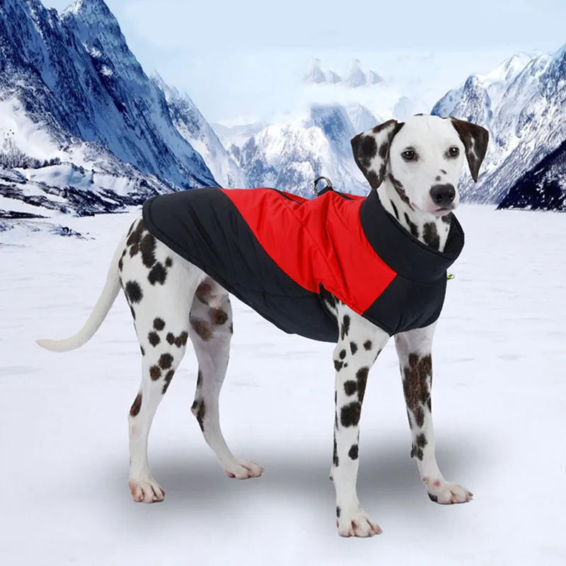 Dalmatian Waterproof Winter Jacket